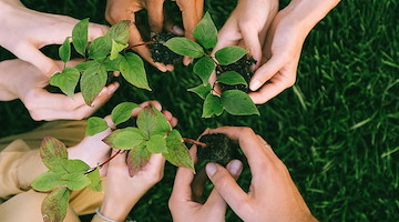 Festa dell’albero 2024: a Sorrento la piantumazione di 92 nuovi alberi