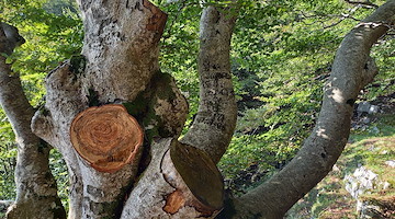 Picentini, taglio alberi "fuori controllo": ASA Montella chiede l’intervento del Ministero dell’Ambiente