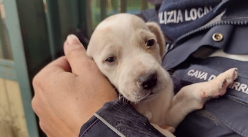 Scampanto a una fine certa, la rinascita di un cucciolo a Natale 