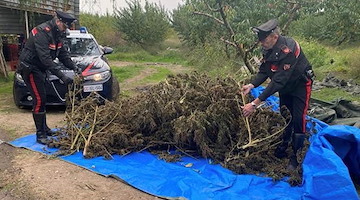 Sessa Aurunca, agricoltori sorpresi a coltivare marijuana tra gli alberi di pesche 