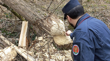 Soppressione illegale di un bosco: denunciata la proprietaria di un terreno a Santo Stefano del Sole