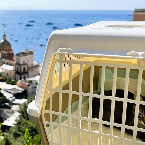 A Positano arriva La Riffa dell'Immacolata<br />&copy; Positano Animali