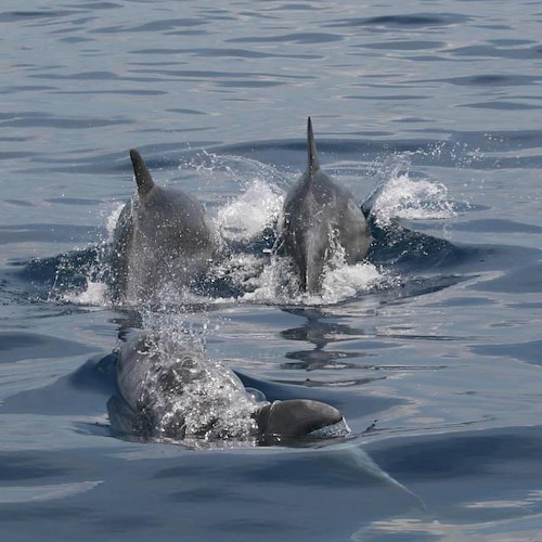 Delfini a Punta Campanella