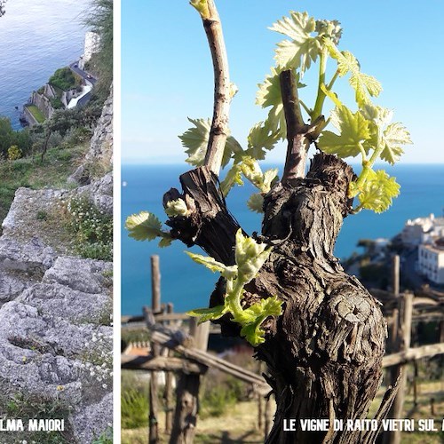 l’Azienda Agricola Biologica Raffaele Palma di Maiori e “Le Vigne Di Raito” di Vietri sul Mare