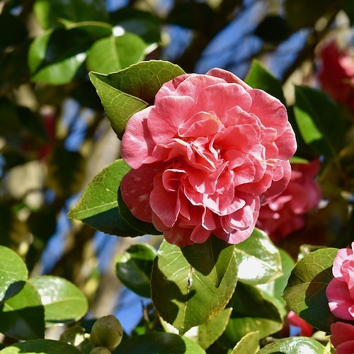 A Sorrento due giorni dedicati ai fiori con la XVII edizione della Mostra della Camelia<br />&copy; Foto da Pixabay