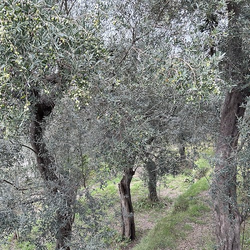 Verde pubblico<br />&copy; Comune di Sorrento