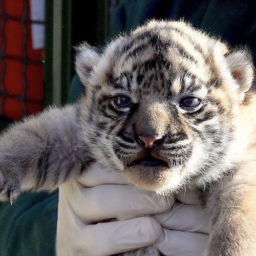 Al Bioparco di Roma è nata una cucciola di Tigre di Sumatra<br />&copy; Bioparco di Roma