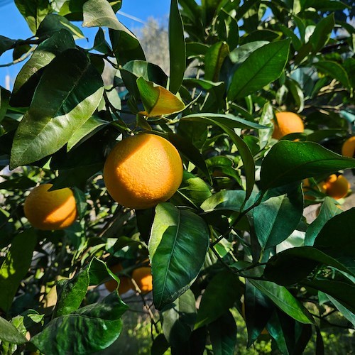 Al via la terza edizione di SorrentoOrangeWeek