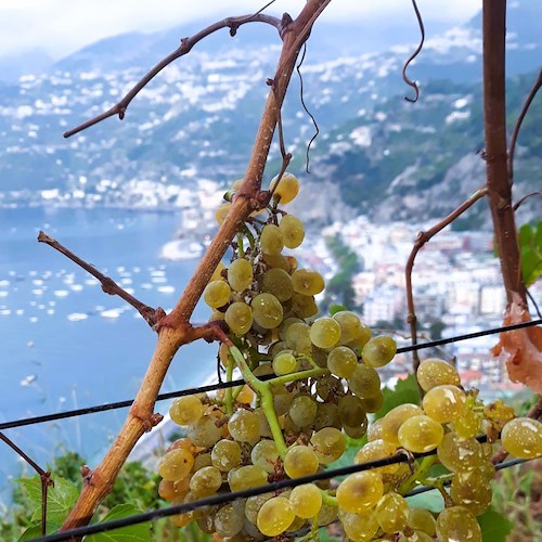 Torna la Rassegna Vini Bio di Legambiente<br />&copy; Azienda Agricola Biologica Raffaele Palma