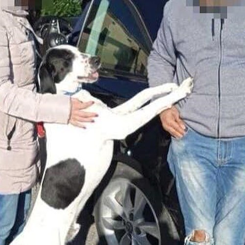 Asso, il cane abbandonato a Tramonti trova casa grazie all'ENPA e al Comitato Dragonea<br />&copy; Comitato Civico Dragonea