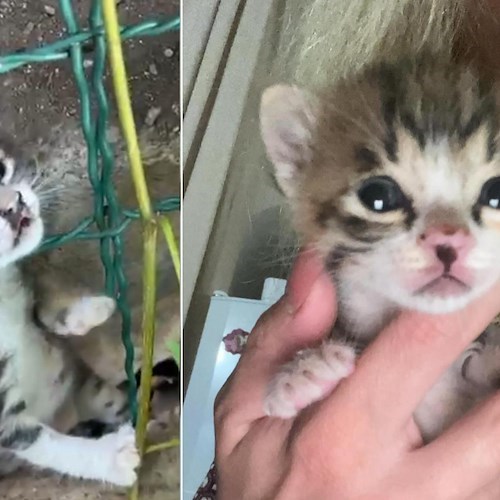 Gattino salvato a Positano<br />&copy; Positano Animali