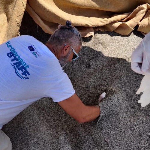 Caretta caretta, tentativo di nido sulla spiaggia dei Maronti<br />&copy; Area Marina Protetta Regno di Nettuno