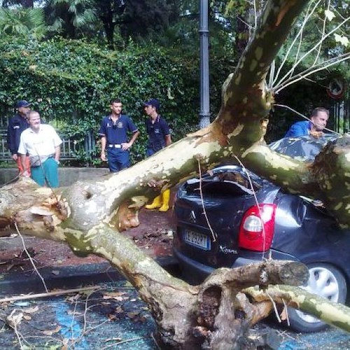 L'albero caduto in Viale Crispi