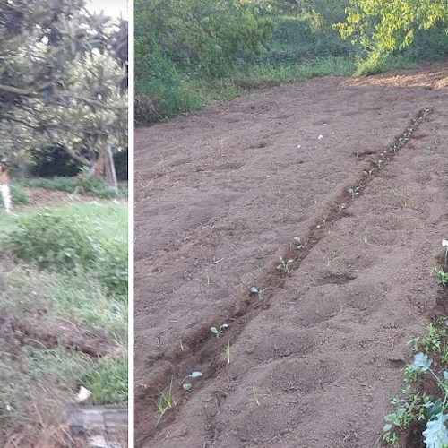 mandria di mucche devasta il raccolto in località Starza, a Cava de' Tirreni