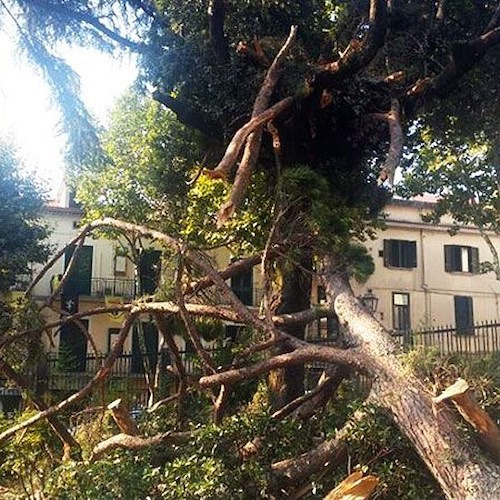 L'albero caduto lo scorso luglio nella villa comunale