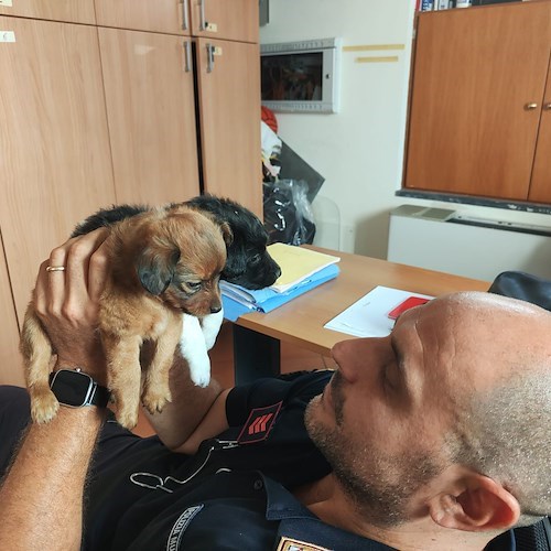 Le due cagnoline negli uffici della Polizia Municipale di Minori