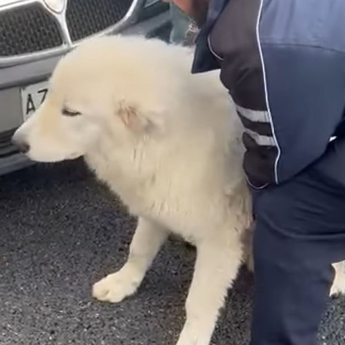 Cucciolo di cane salvato il sulla SS268, Borrelli: «Dopo la crudeltà su Leone, avevamo bisogno di una bella storia»<br />&copy; Francesco Emilio Borrelli