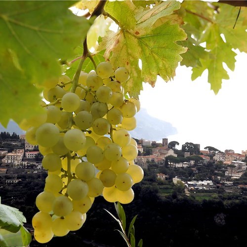 Enoturismo<br />&copy; Casa Vinicola Ettore Sammarco