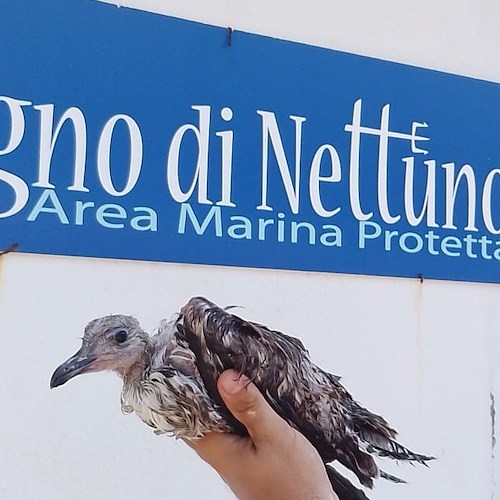 Giovane esemplare di gabbiano corso<br />&copy; Area Marina Protetta Regno di Nettuno