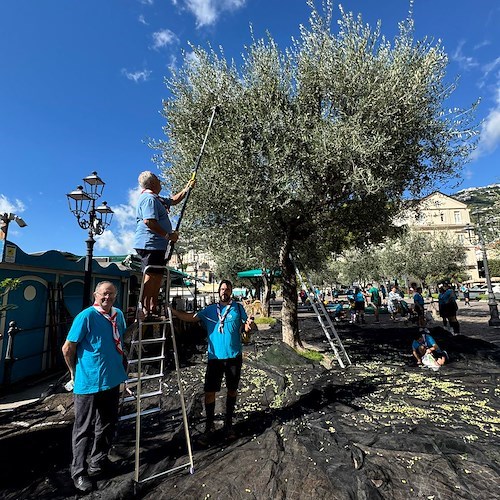 Raccolta delle Olive - Scout Minori<br />&copy; Massimiliano D'Uva