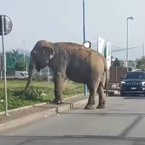 Elefanti ad Afragola<br />&copy; Foto tratta dal video Fb di Borrelli