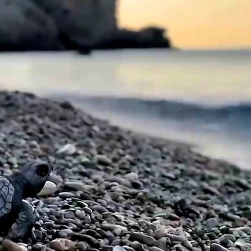 Le tartarughine vengono al mondo e raggiungono il mare all'alba<br />&copy; ENPA Costa d'Amalfi