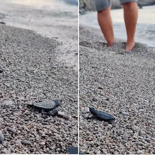 Le tartarughine vengono al mondo e raggiungono il mare all'alba<br />&copy; Area Marina Protetta Punta Campanella