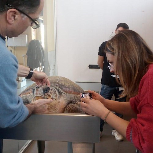 Impigliate in reti da pesca: tartarughe salvate da Amp Punta Campanella, pescatori e Stazione Zoologica A.Dohrn<br />&copy; Amp Punta Campanella