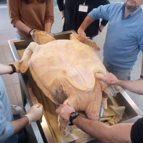 Impigliate in reti da pesca: tartarughe salvate da Amp Punta Campanella, pescatori e Stazione Zoologica A.Dohrn<br />&copy; Amp Punta Campanella