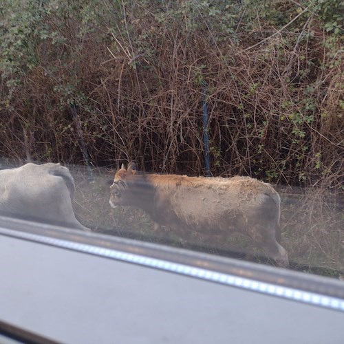 L'Intercity Taranto-Roma fa strage di mucche e resta bloccato nella foresta<br />&copy; Sigismondo Nastri