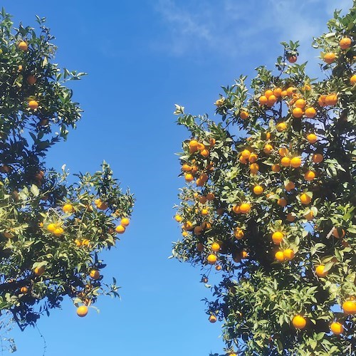 Lunedì torna SorrentoOrangeWeek contro lo spreco alimentare