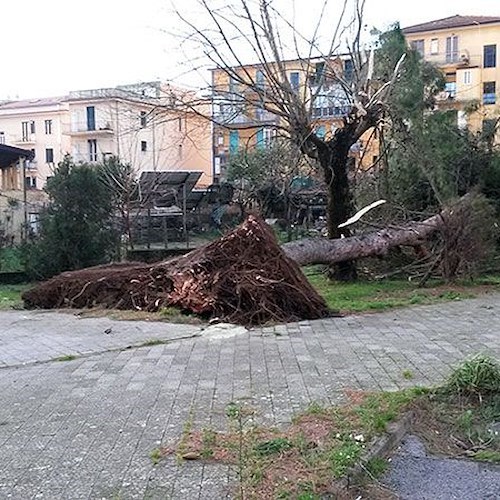 Gli alberi caduti in città (foto Casaburi)