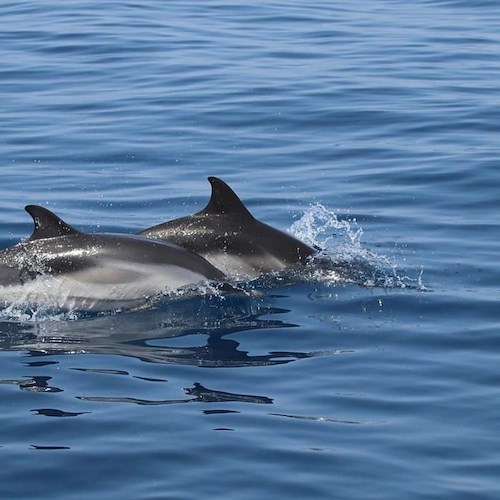 stenelle nell'Area Marina Protetta Regno di Nettuno<br />&copy; Oceanomare Delphis Onlus