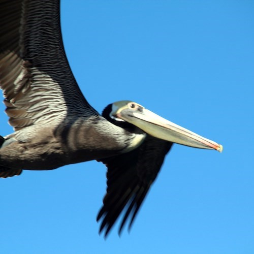 Cormorani a Long Beach<br />&copy; Salvatore Barra