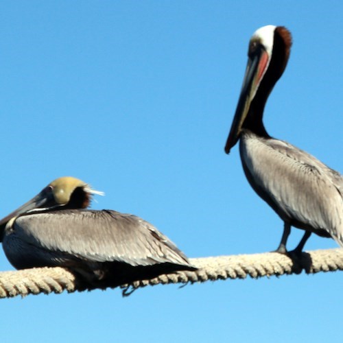 Cormorani a Long Beach<br />&copy; Salvatore Barra