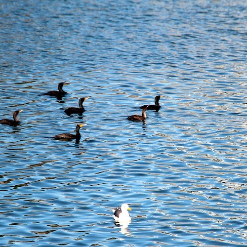 La fauna di Long Beach<br />&copy; Salvatore Barra