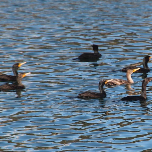 La fauna di Long Beach<br />&copy; Salvatore Barra