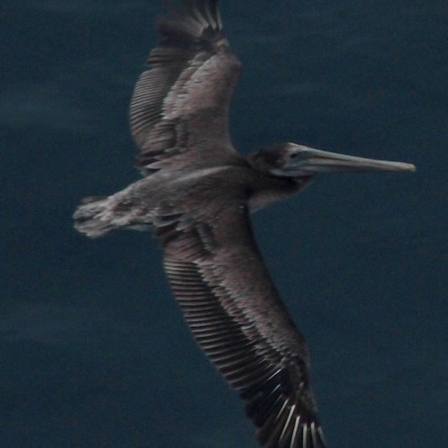 La fauna di Long Beach<br />&copy; Salvatore Barra