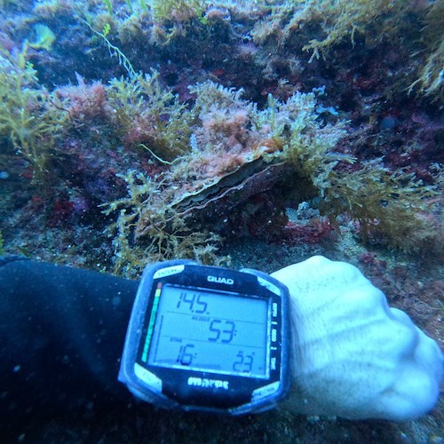 avvistata una Pinna nobilis viva nei fondali dell'Amp Punta Campanella<br />&copy; Amp Punta Campanella