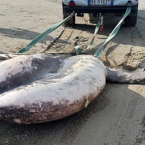 Pesce Luna da record, sulla spiaggia di Cesenatico un esemplare da una tonnellata<br />&copy; Matteo Gozzoli