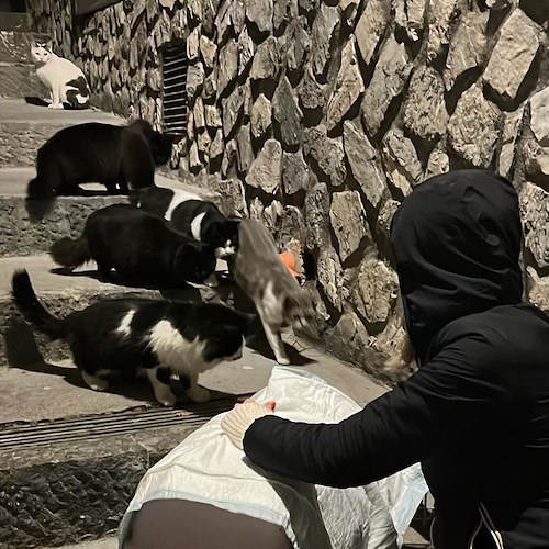 Positano Animali continua la sterilizzazione dei gatti a Montepertuso<br />&copy; Positano Animali