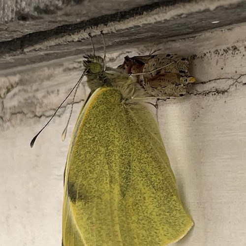 Positano, la nascita di una farfalla Gonepteryx negli scatti di Fabio Fusco<br />&copy; Fabio Fusco