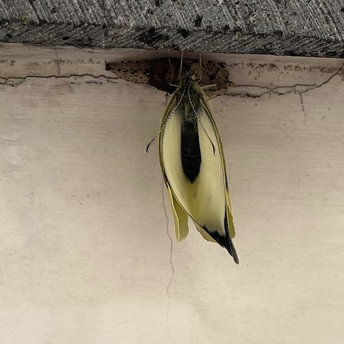 Positano, la nascita di una farfalla Gonepteryx negli scatti di Fabio Fusco<br />&copy; Fabio Fusco