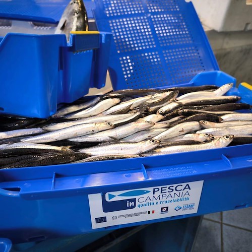 Progetto Pesca Campania a Vico Equense, un’occasione unica per incentivare il turismo e la pesca sostenibile<br />&copy; Città di Vico Equense