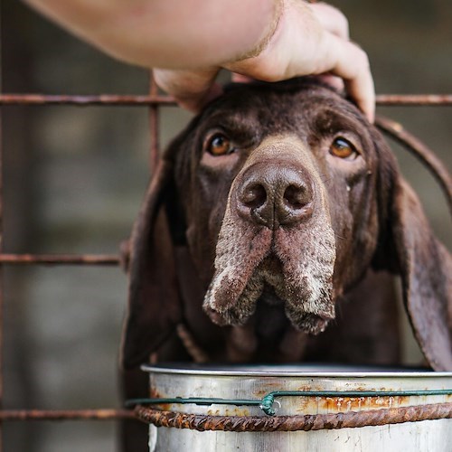 Cane randagio<br />&copy; Foto da Pexels