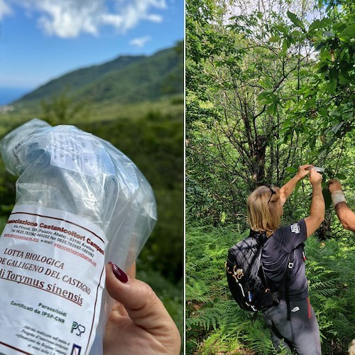 Ravello, rilasciati gruppi di Torymus Sinensis per contrastare la vespa del castagno<br />&copy; Comune di Ravello