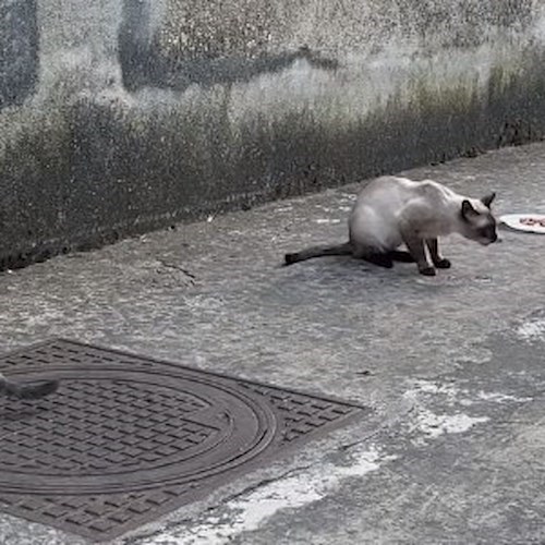 Gatti randagi a Ravello<br />&copy; Andrea Gallucci