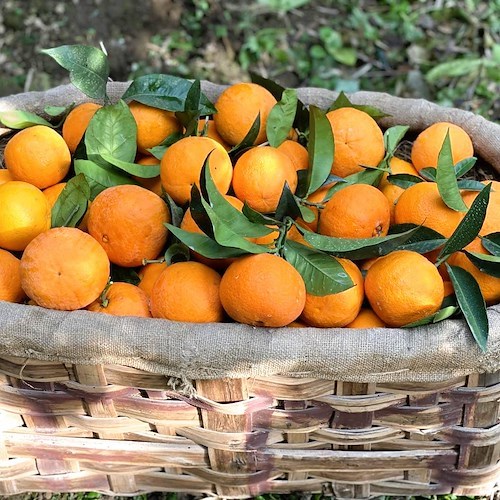 Spremuta Day in penisola sorrentina: torna il consueto appuntamento con gli alunni delle scuole primarie