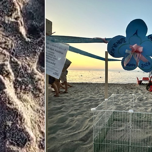 Tartarughine sulla spiaggia di Casamicciola<br />&copy; Area Marina Protetta Regno di Nettuno