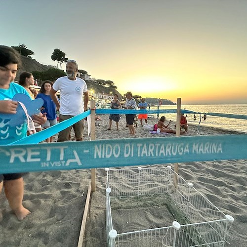 Tartarughine sulla spiaggia di Casamicciola<br />&copy; Area Marina Protetta Regno di Nettuno